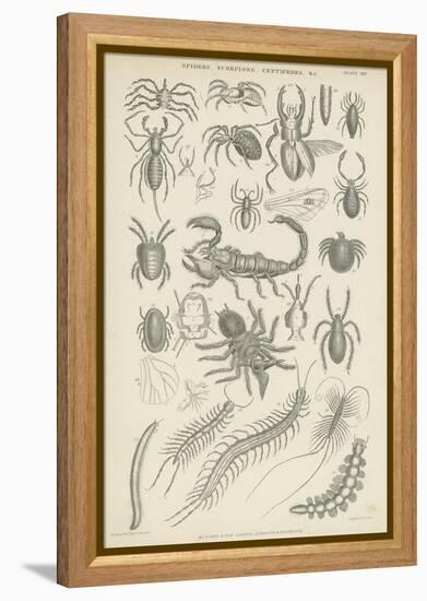 Spiders, Scorpions, Centipedes Etc-null-Framed Premier Image Canvas