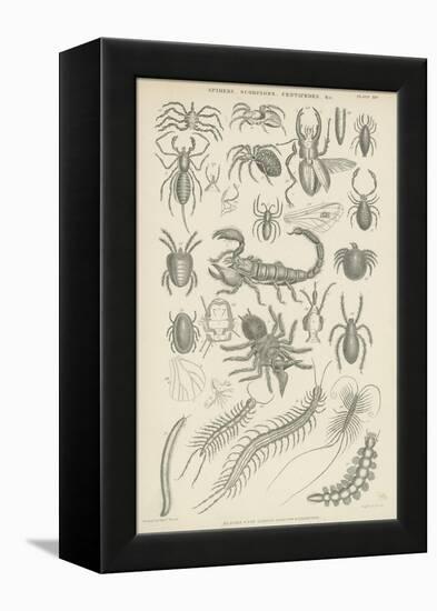 Spiders, Scorpions, Centipedes Etc-null-Framed Premier Image Canvas