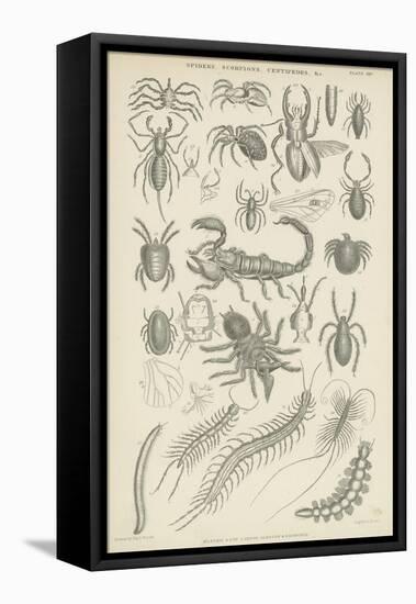 Spiders, Scorpions, Centipedes Etc-null-Framed Premier Image Canvas