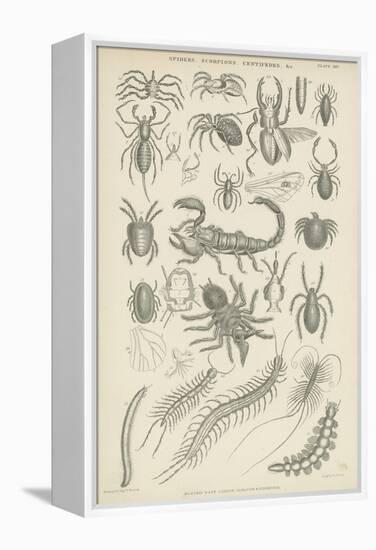 Spiders, Scorpions, Centipedes Etc-null-Framed Premier Image Canvas