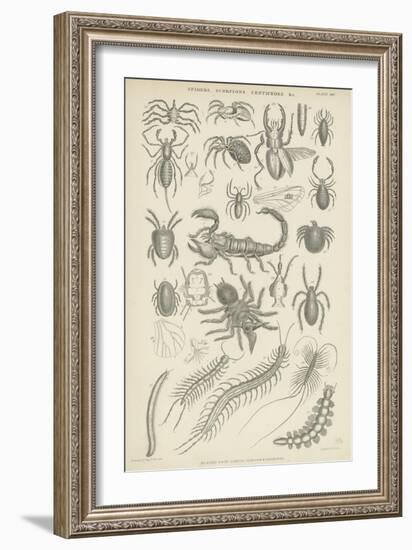 Spiders, Scorpions, Centipedes Etc-null-Framed Giclee Print