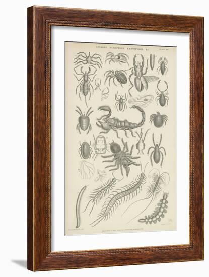 Spiders, Scorpions, Centipedes Etc-null-Framed Giclee Print