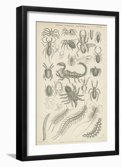 Spiders, Scorpions, Centipedes Etc-null-Framed Giclee Print