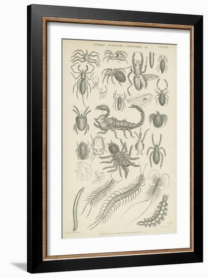 Spiders, Scorpions, Centipedes Etc-null-Framed Giclee Print