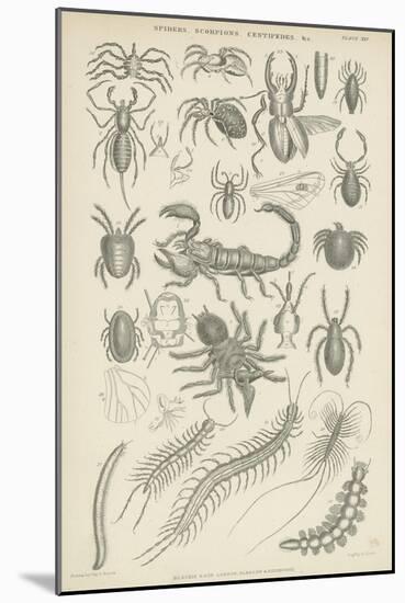 Spiders, Scorpions, Centipedes Etc-null-Mounted Giclee Print