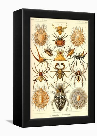 Spiders-Ernst Haeckel-Framed Stretched Canvas