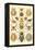 Spiders-Ernst Haeckel-Framed Stretched Canvas