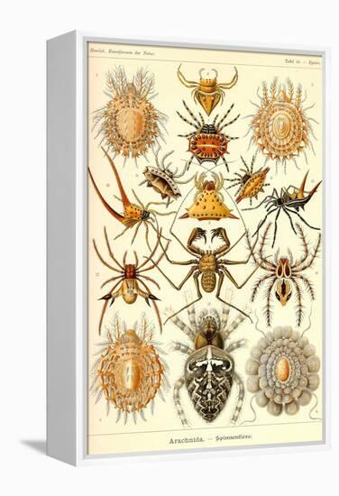 Spiders-Ernst Haeckel-Framed Stretched Canvas