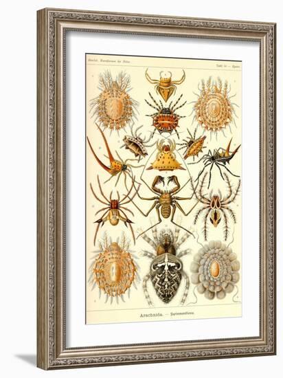 Spiders-Ernst Haeckel-Framed Art Print