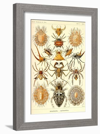 Spiders-Ernst Haeckel-Framed Art Print