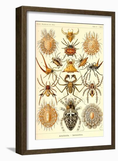 Spiders-Ernst Haeckel-Framed Art Print