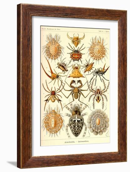 Spiders-Ernst Haeckel-Framed Art Print