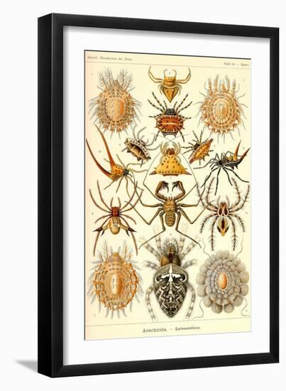 Spiders-Ernst Haeckel-Framed Art Print