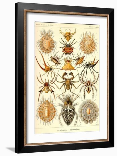 Spiders-Ernst Haeckel-Framed Art Print