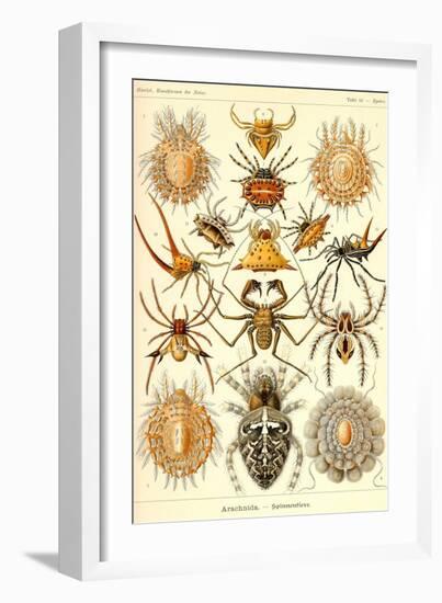 Spiders-Ernst Haeckel-Framed Art Print