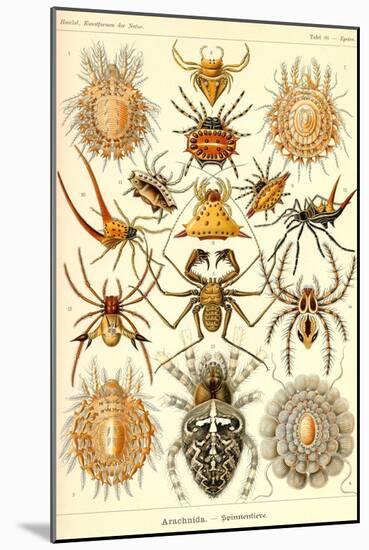 Spiders-Ernst Haeckel-Mounted Art Print