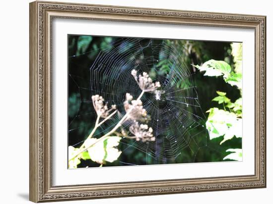 Spiderweb I-Logan Thomas-Framed Photographic Print