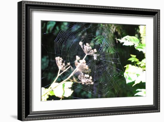 Spiderweb I-Logan Thomas-Framed Photographic Print
