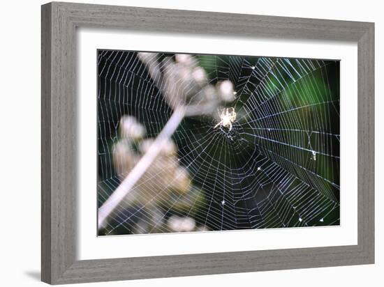 Spiderweb II-Logan Thomas-Framed Photographic Print