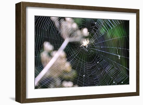 Spiderweb II-Logan Thomas-Framed Photographic Print