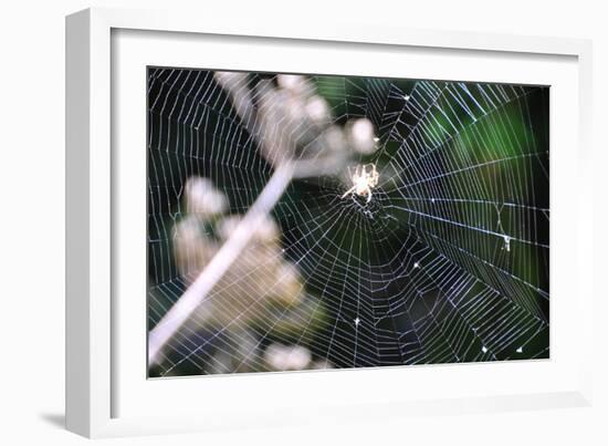 Spiderweb II-Logan Thomas-Framed Photographic Print