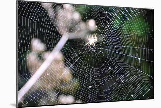 Spiderweb II-Logan Thomas-Mounted Photographic Print