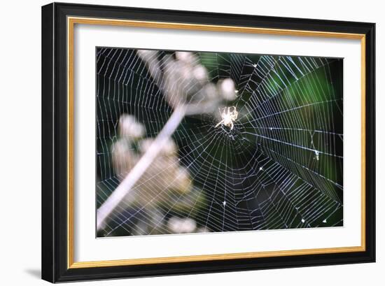 Spiderweb II-Logan Thomas-Framed Photographic Print