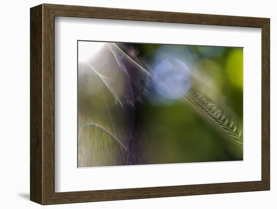 Spiderweb in the Back Light-Falk Hermann-Framed Photographic Print