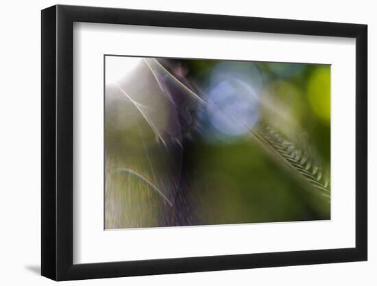 Spiderweb in the Back Light-Falk Hermann-Framed Photographic Print