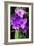 Spiderwort I-Alan Hausenflock-Framed Photographic Print