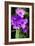 Spiderwort I-Alan Hausenflock-Framed Photographic Print