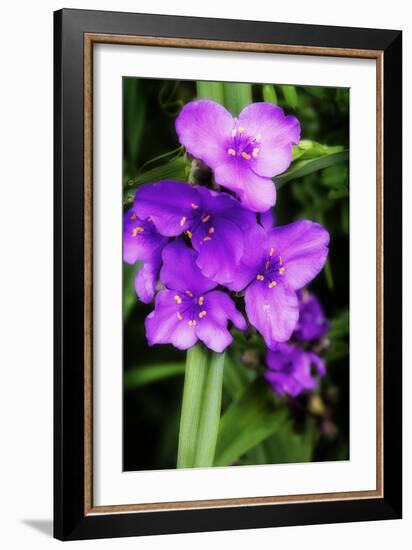 Spiderwort I-Alan Hausenflock-Framed Photographic Print