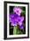 Spiderwort I-Alan Hausenflock-Framed Photographic Print