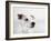 Spike Zuck-Susan Sabo-Framed Photographic Print