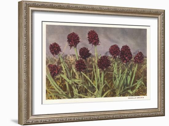 Spiky Flowers in Field, Vanilla Orchids-null-Framed Art Print