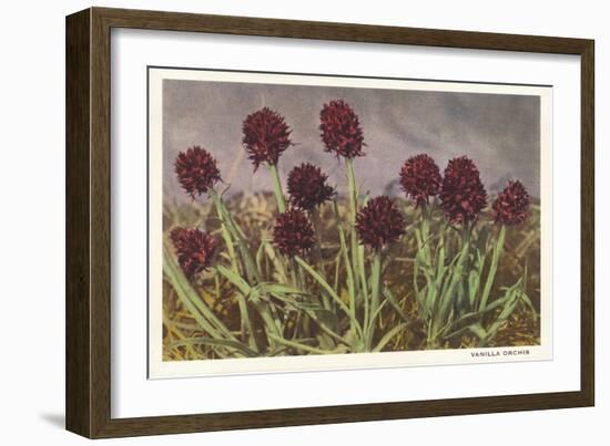 Spiky Flowers in Field, Vanilla Orchids-null-Framed Art Print