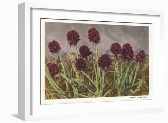 Spiky Flowers in Field, Vanilla Orchids-null-Framed Art Print