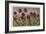 Spiky Flowers in Field, Vanilla Orchids-null-Framed Art Print