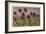 Spiky Flowers in Field, Vanilla Orchids-null-Framed Art Print