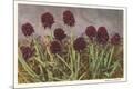 Premium Giclee Print