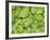 Spinach-null-Framed Photographic Print