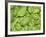 Spinach-null-Framed Photographic Print