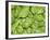 Spinach-null-Framed Photographic Print