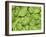 Spinach-null-Framed Photographic Print