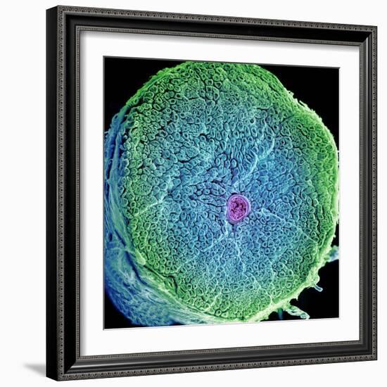 Spinal Nerve, SEM-Thomas Deerinck-Framed Premium Photographic Print