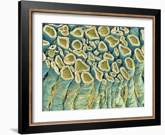 Spinal Root Nerves, SEM-Thomas Deerinck-Framed Photographic Print