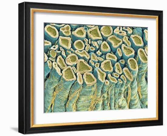 Spinal Root Nerves, SEM-Thomas Deerinck-Framed Photographic Print