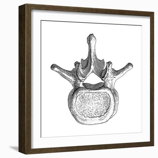 Spinal Vertebra-Mehau Kulyk-Framed Photographic Print