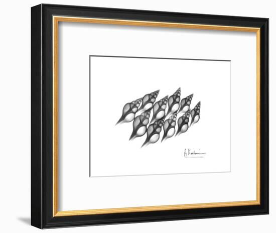 Spindle Shell Xray-Albert Koetsier-Framed Premium Giclee Print