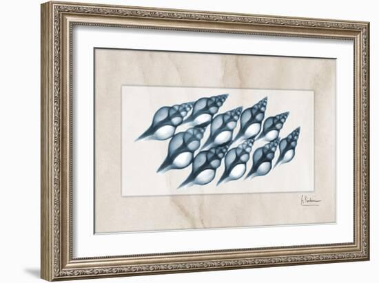 Spindle Shell-Albert Koetsier-Framed Art Print